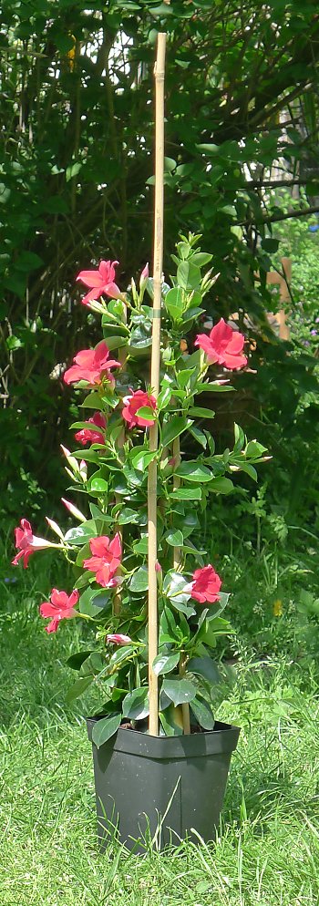 Mandevilla Agathe Red (Dipladenia Diamantina)