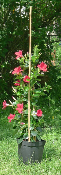 Mandevilla Agathe Red (Dipladenia Diamantina)