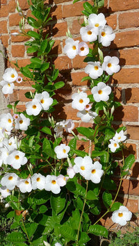 Mandevilla Agathe White (Dipladenia Diamantina)