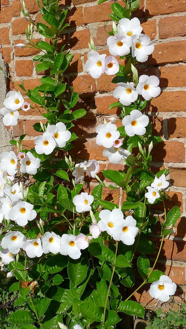 Mandevilla Agathe White (Dipladenia Diamantina) - Ladybird Nursery
