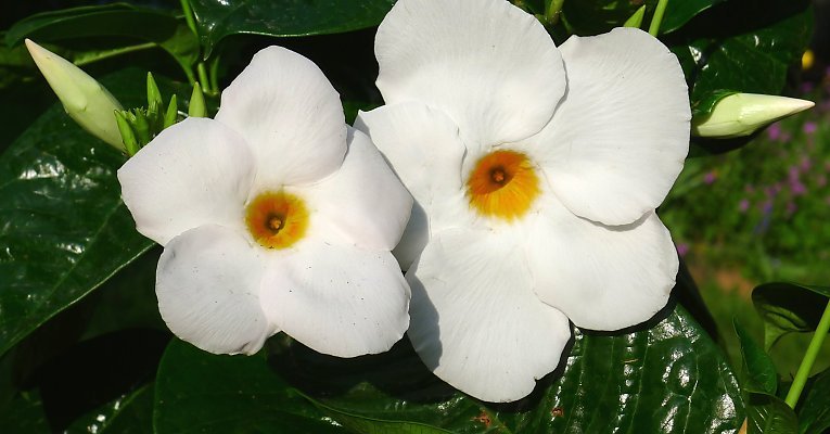 Mandevilla Agathe White (Dipladenia Diamantina) - Ladybird Nursery