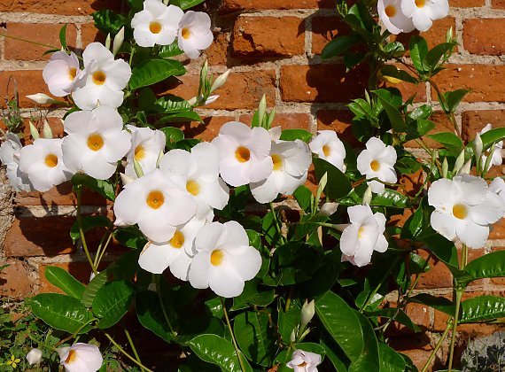 Mandevilla Agathe White Hoops - Ladybird Nursery