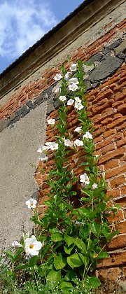 Mandevilla Agathe White Hoops - Ladybird Nursery