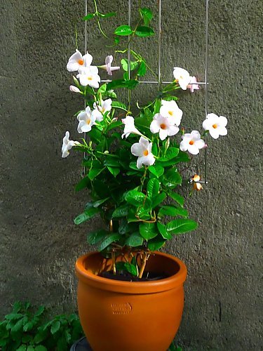 Mandevilla Agathe White Hoops - Ladybird Nursery