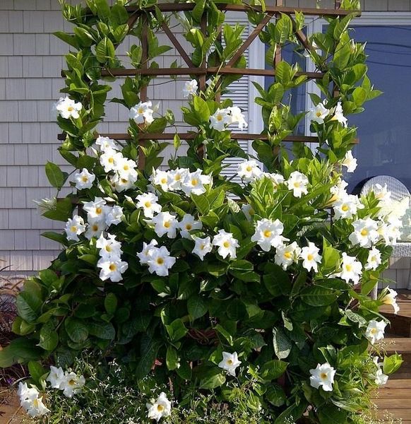Mandevilla Agathe White Hoops - Ladybird Nursery
