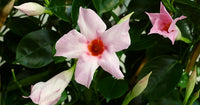 Mandevilla Aloha Bright Pink