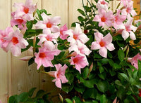 Mandevilla Aloha Bright Pink - Ladybird Nursery