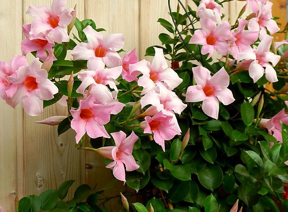 Mandevilla Aloha Bright Pink - Ladybird Nursery