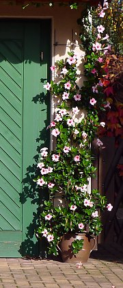 Mandevilla Aloha Bright Pink