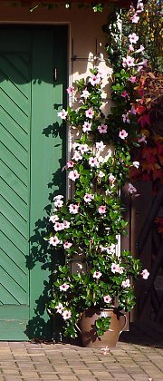 Mandevilla Aloha Bright Pink - Ladybird Nursery
