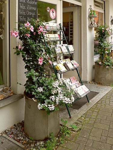 Mandevilla Aloha Bright Pink - Ladybird Nursery