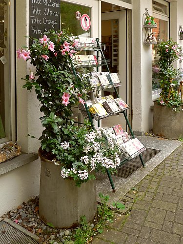 Mandevilla Aloha Bright Pink