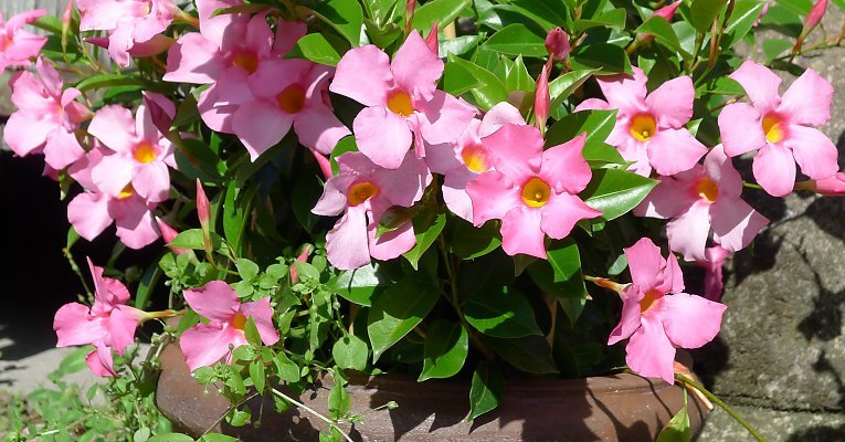 Mandevilla Aloha Bright Pink - Ladybird Nursery