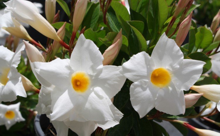 Mandevilla Aloha Bright White - Ladybird Nursery
