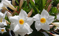 Mandevilla Aloha Bright White