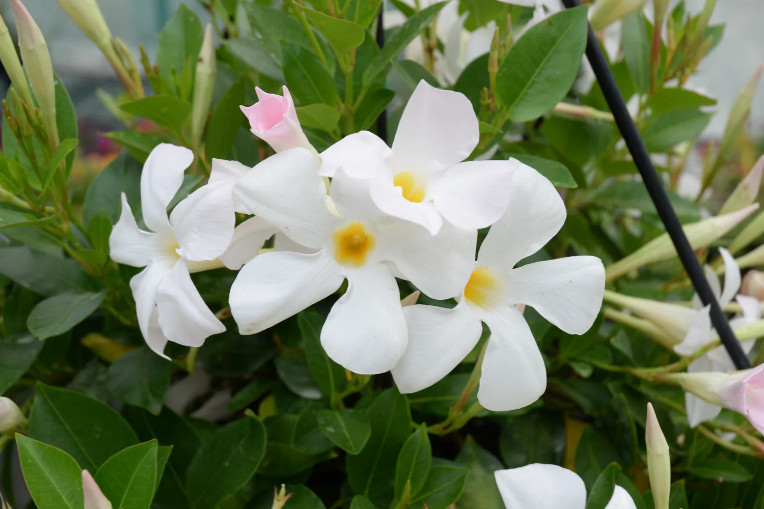 Mandevilla Aloha Bright White