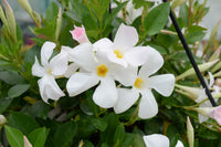 Mandevilla Aloha Bright White