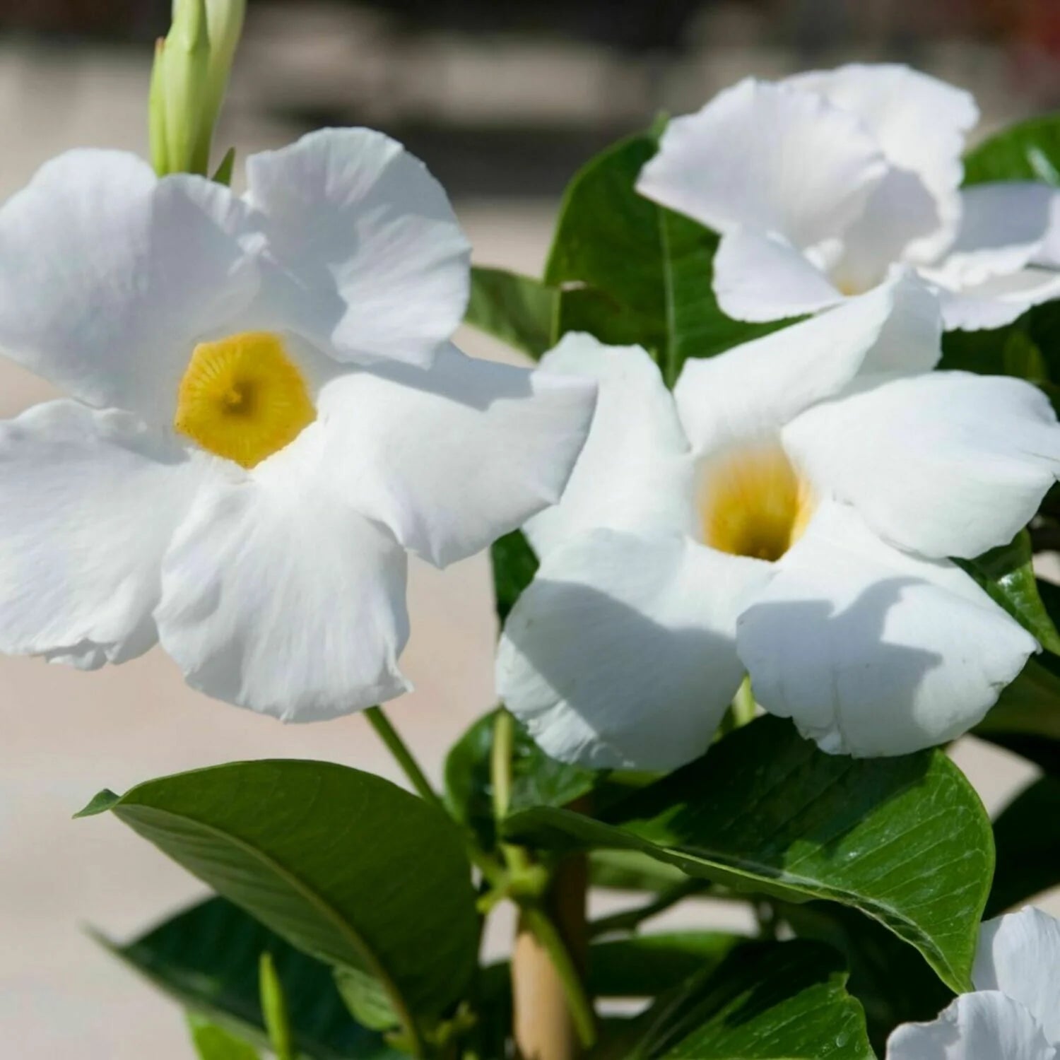 Mandevilla Aloha Bright White - Ladybird Nursery