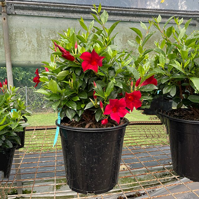 Mandevilla Aloha Forever Red - Ladybird Nursery