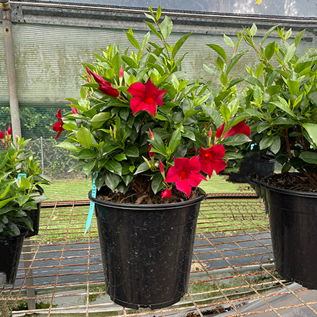 Mandevilla Aloha Burgundy