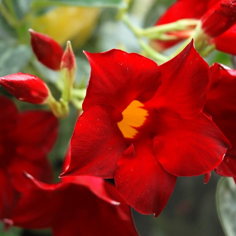Mandevilla Aloha Dark Red