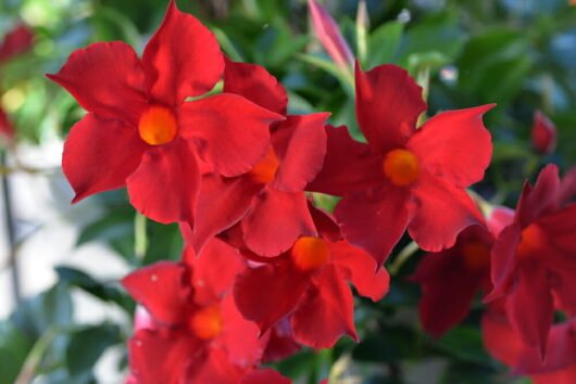 Mandevilla Aloha Dark Red - Ladybird Nursery