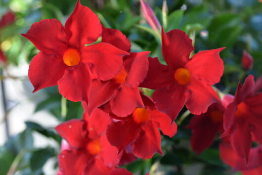 Mandevilla Aloha Dark Red