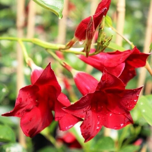 Mandevilla Aloha Dark Red
