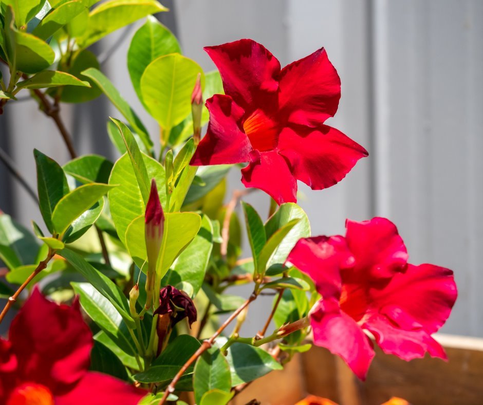 Mandevilla Aloha Dark Red - Ladybird Nursery