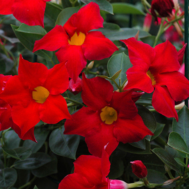 Mandevilla Aloha Dark Red
