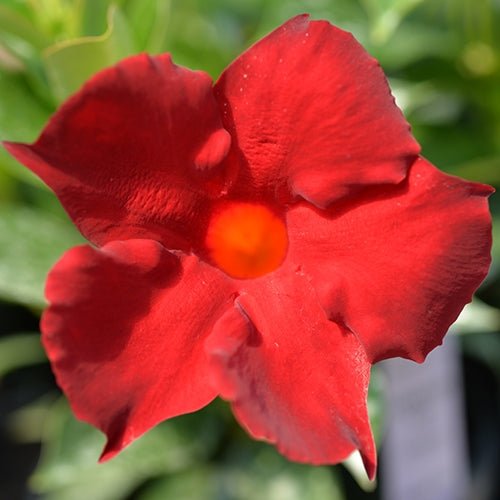 Mandevilla Aloha Forever Red - Ladybird Nursery