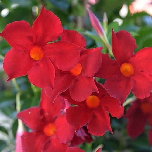 Mandevilla Aloha Forever Red - Ladybird Nursery