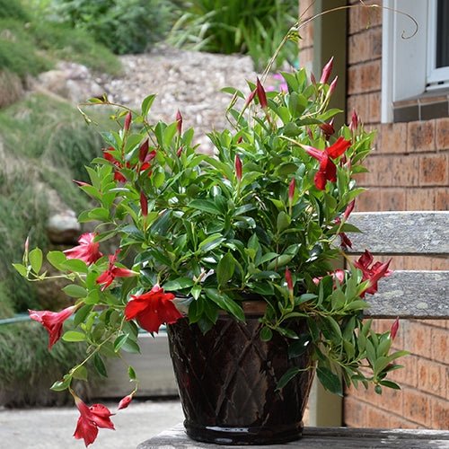 Mandevilla Aloha Forever Red - Ladybird Nursery