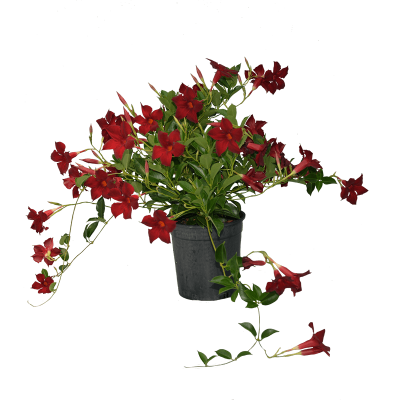 Mandevilla Aloha Forever Red