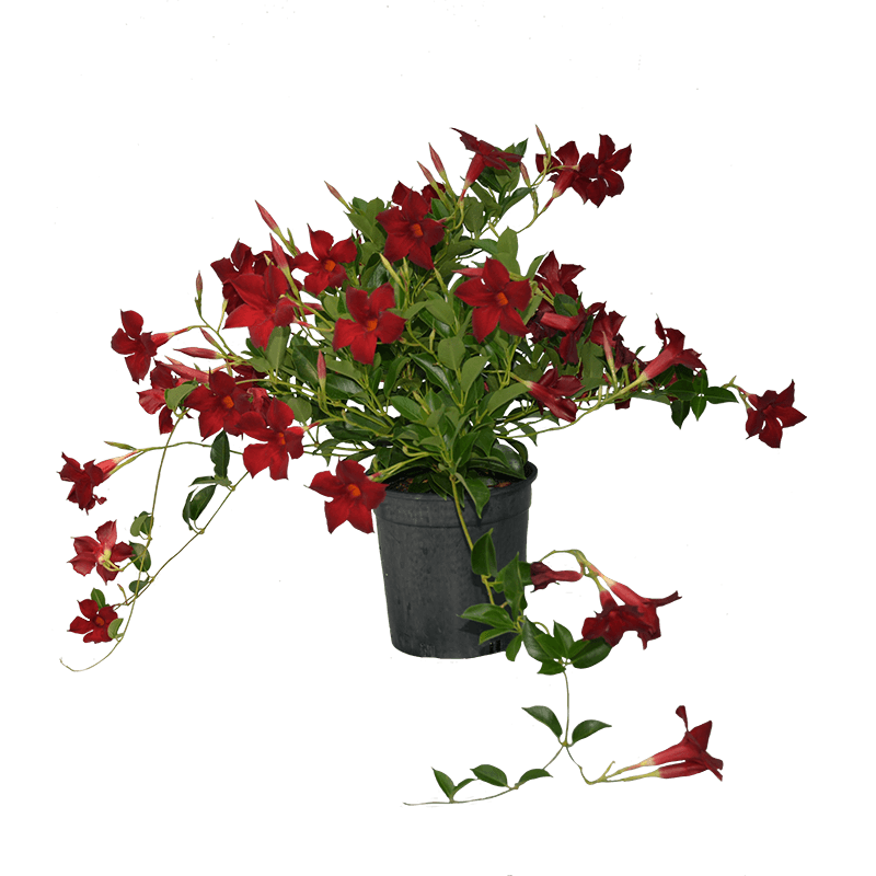 Mandevilla Aloha Forever Red - Ladybird Nursery