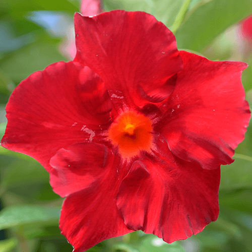Mandevilla Aloha Giant Red Romance e - Ladybird Nursery