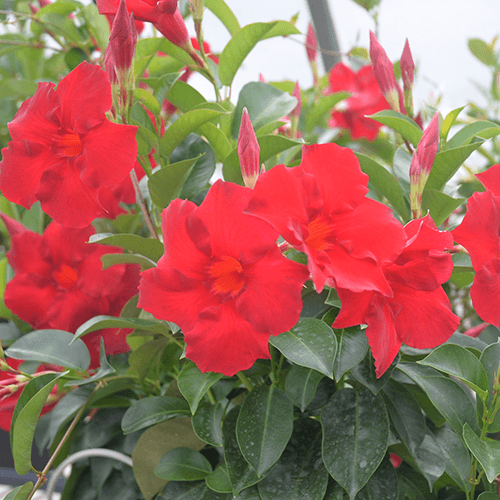 Mandevilla Aloha Giant Red Romance e