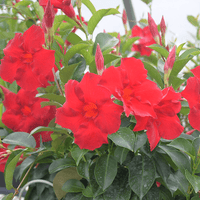 Mandevilla Aloha Giant Red Romance e - Ladybird Nursery