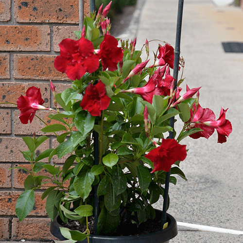 Mandevilla Aloha Giant Red Romance e - Ladybird Nursery