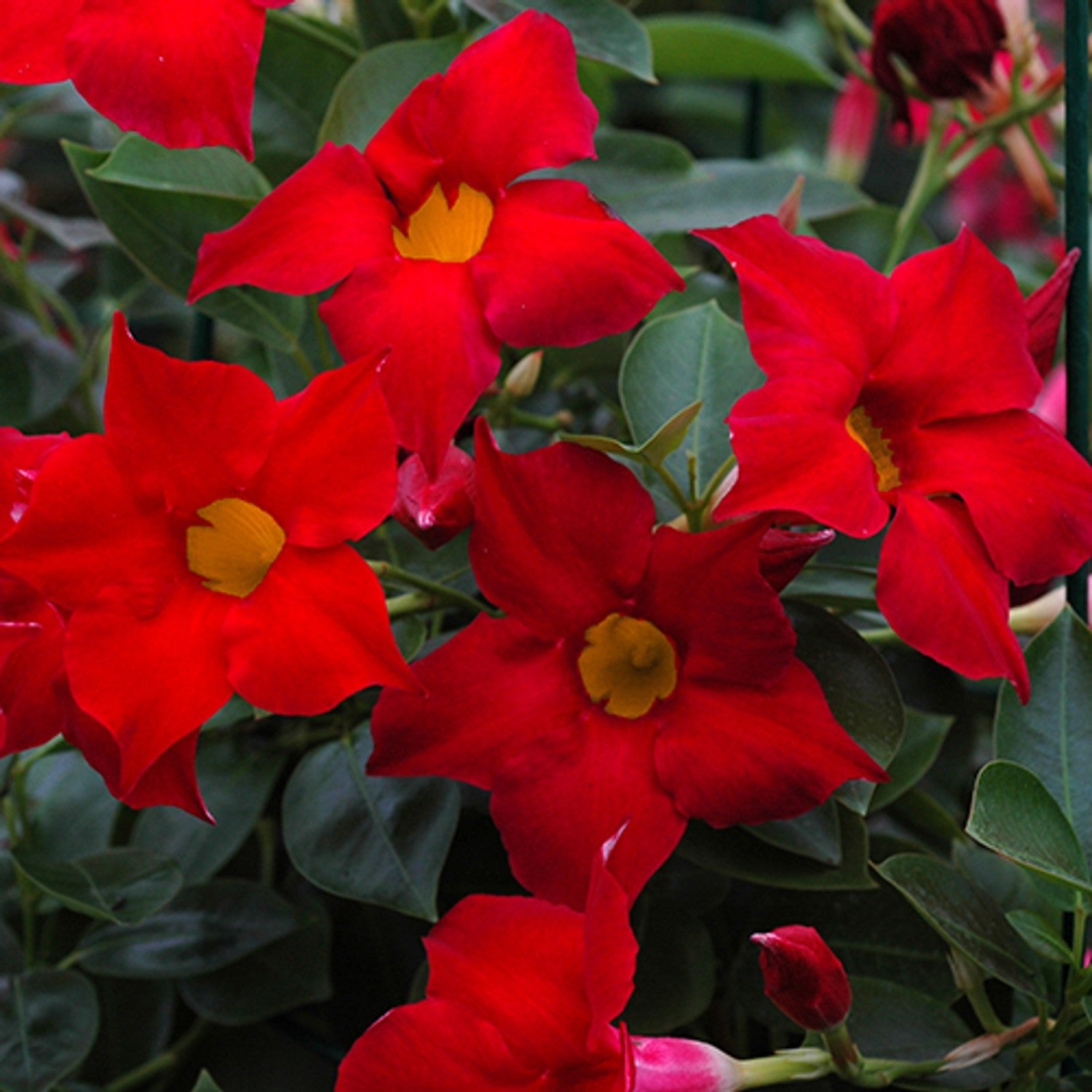 Mandevilla Aloha Giant Red Romance e - Ladybird Nursery