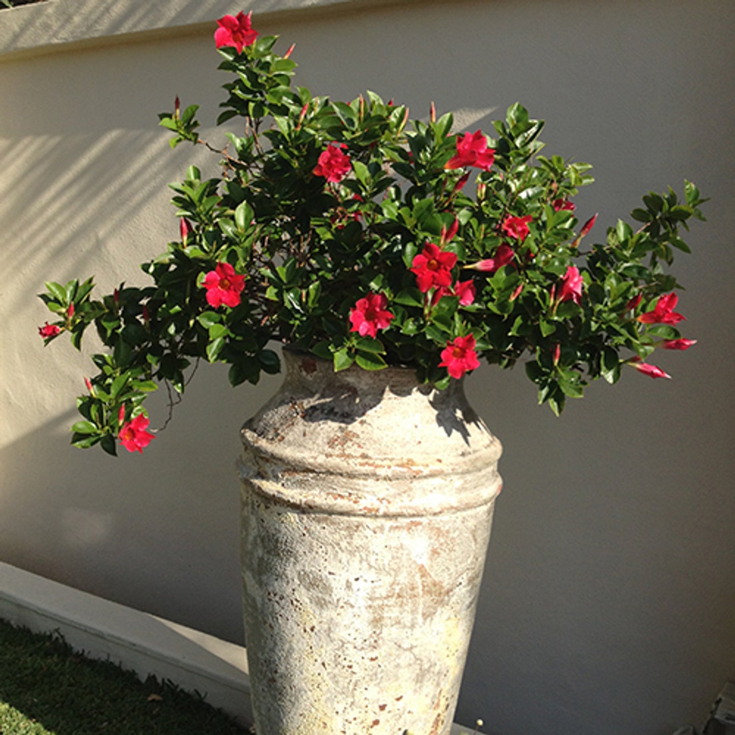 Mandevilla Aloha Giant Red Romance e