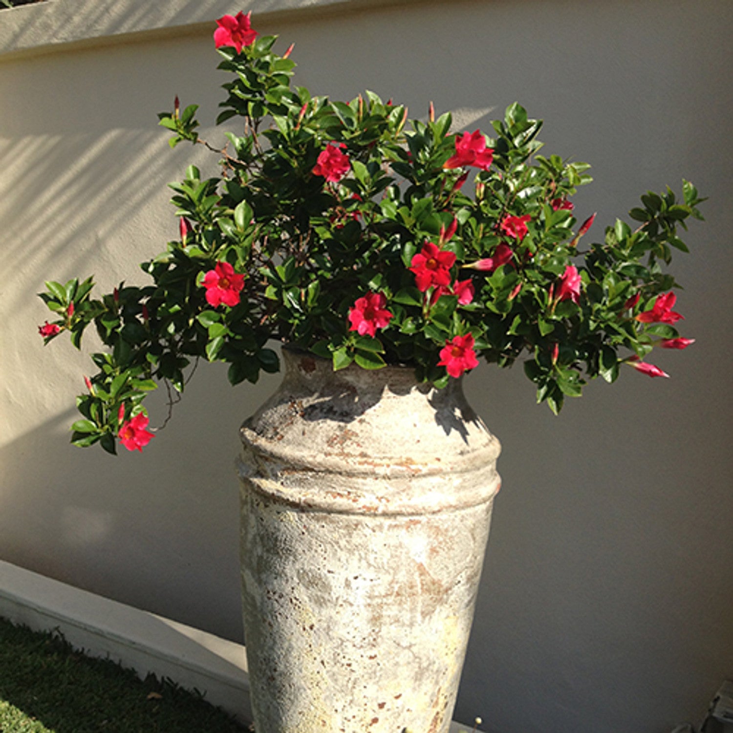 Mandevilla Aloha Giant Red Romance e - Ladybird Nursery