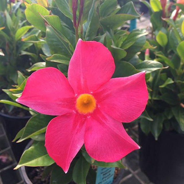Mandevilla Aloha Pink Perfection - Ladybird Nursery