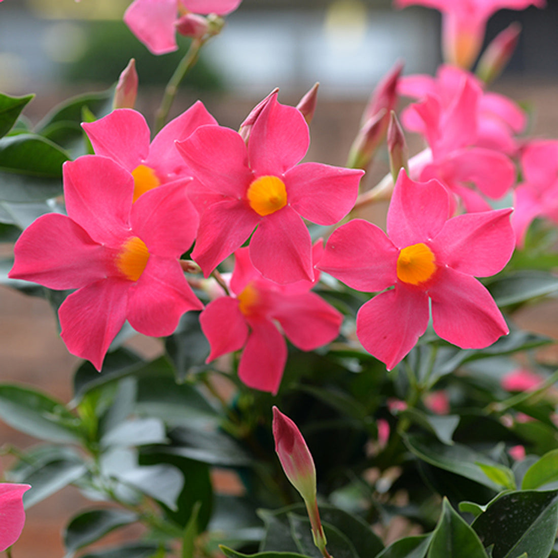 Mandevilla Aloha Pink Perfection - Ladybird Nursery