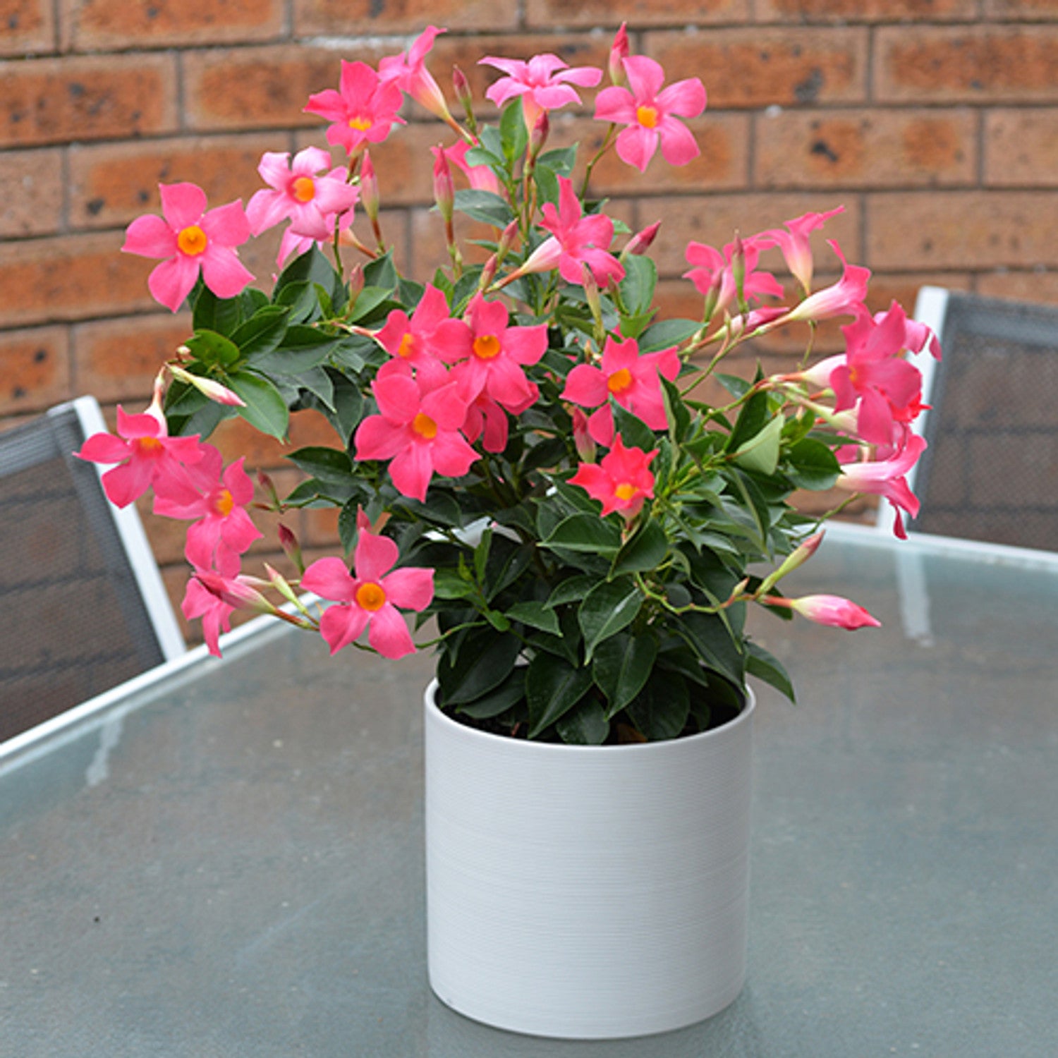 Mandevilla Aloha Pink Perfection - Ladybird Nursery