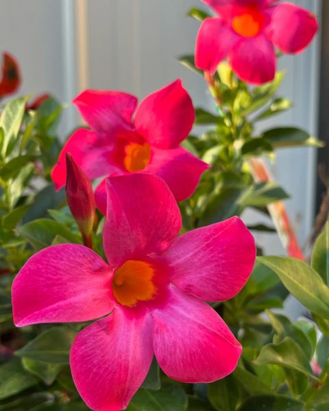 Mandevilla Aloha Pink Perfection - Ladybird Nursery