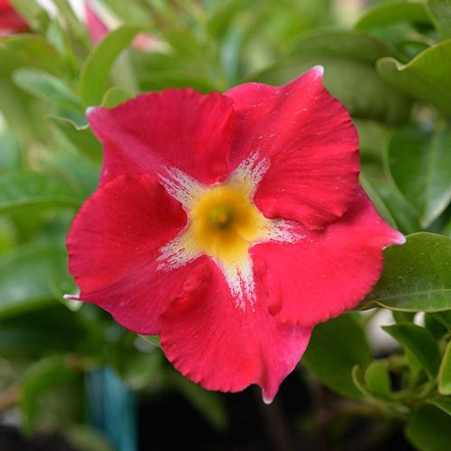 Mandevilla Aloha Pink Star - Ladybird Nursery