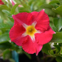 Mandevilla Aloha Pink Star