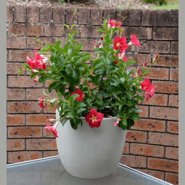 Mandevilla Aloha Pink Star