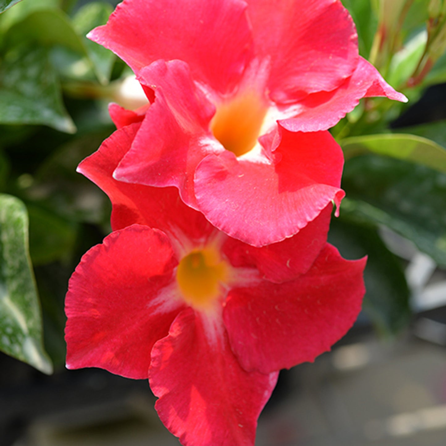 Mandevilla Aloha Pink Star
